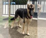 Small German Shepherd Dog