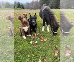 Small #3 Beauceron