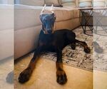 Small Doberman Pinscher