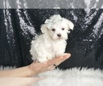Small Photo #102 Maltese Puppy For Sale in WARSAW, IN, USA
