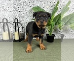 Small #1 Rottweiler