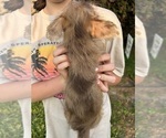 Small Photo #10 Yorkshire Terrier Puppy For Sale in BUSH, LA, USA