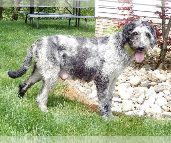 Medium Photo #1 Aussiedoodle Miniature  Puppy For Sale in MILLERSBURG, OH, USA