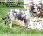 Small Photo #1 Aussiedoodle Miniature  Puppy For Sale in MILLERSBURG, OH, USA