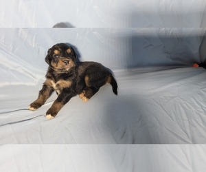 Medium Golden Mountain Dog