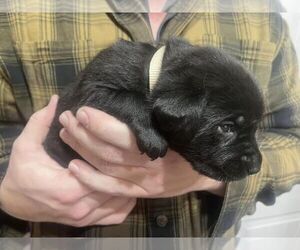 Labrador Retriever Puppy for sale in JONESBOROUGH, TN, USA