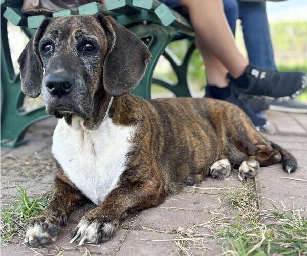 Medium Photo #1 Basset Hound-Unknown Mix Puppy For Sale in Deepwater, NJ, USA