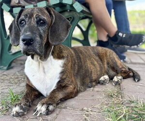Basset Hound-Unknown Mix Dogs for adoption in Deepwater, NJ, USA