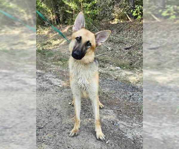 Medium Photo #4  Puppy For Sale in , 