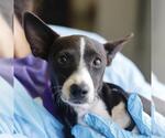 CREMA - Female Chihuahua-Unknown Mix Dog for Adoption - Small photo