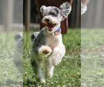 Small #2 Mutt