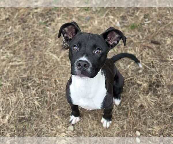 Medium Photo #3 Mutt Puppy For Sale in Anniston, AL, USA