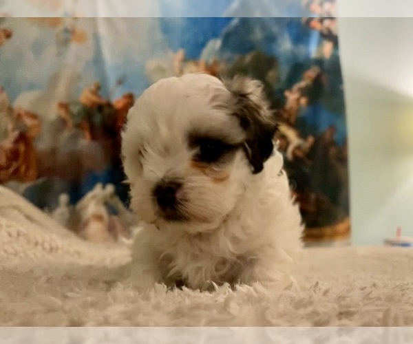 Medium Photo #14 Zuchon Puppy For Sale in GALENA, NV, USA