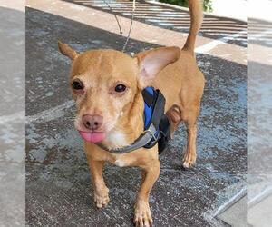 Chiweenie Dogs for adoption in San Antonio, TX, USA