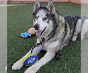 THUNDER - Male Siberian Husky-Unknown Mix Dog for Adoption - Photo #2