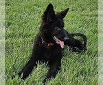 Small Photo #6 German Shepherd Dog Puppy For Sale in EOLIA, MO, USA