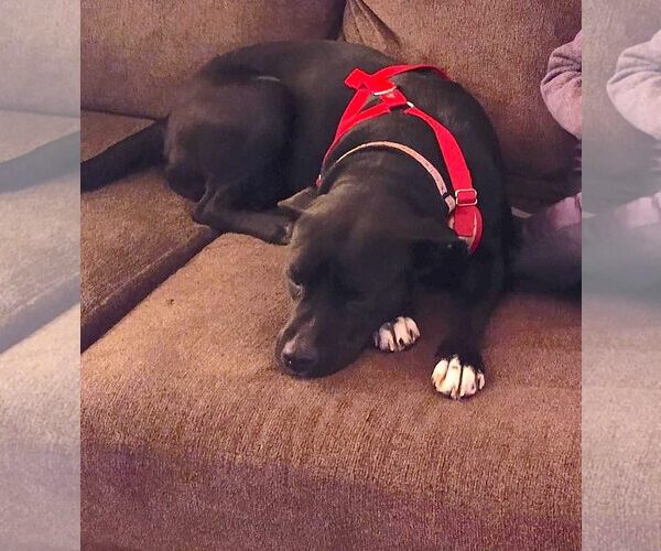 Medium Photo #8 Labrador Retriever-Unknown Mix Puppy For Sale in Cary, NC, USA