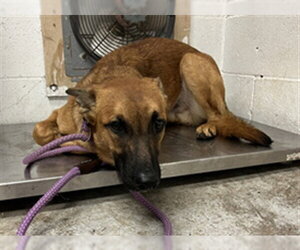 Mutt Dogs for adoption in San Andreas, CA, USA