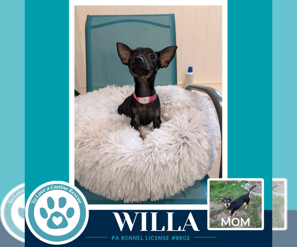 Medium Photo #2 Chiweenie Puppy For Sale in Kimberton, PA, USA