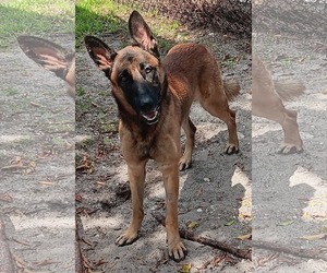 Hunter 3179 - Male German Shepherd Dog Dog for Adoption - Photo #4