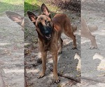 Small Photo #4 German Shepherd Dog Puppy For Sale in Plantation, FL, USA