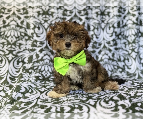 Medium Photo #9 YorkiePoo Puppy For Sale in LAKELAND, FL, USA