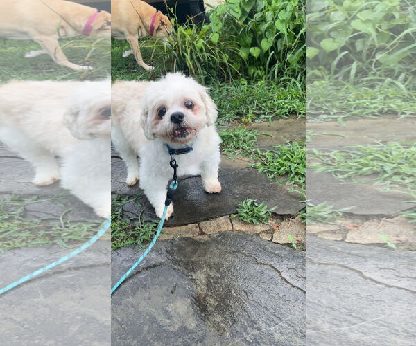 Medium Photo #2 Shih Tzu Puppy For Sale in Alexandria, KY, USA