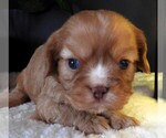 Puppy Puppy 2 Cavalier King Charles Spaniel