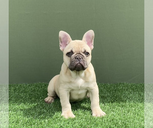 French Bulldog Puppy for Sale in COVINA, California USA