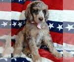 Small #5 Poodle (Standard)