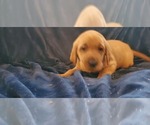 Small Photo #6 Labrador Retriever Puppy For Sale in ISANTI, MN, USA
