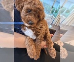Small #1 Labradoodle