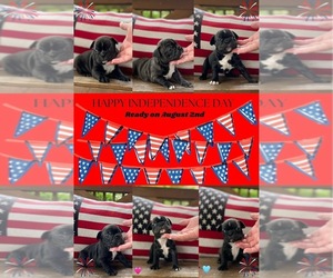 Faux Frenchbo Bulldog Puppy for sale in ASHLAND, VA, USA