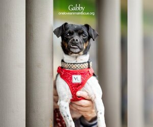 Chug Dogs for adoption in Bellmawr, NJ, USA
