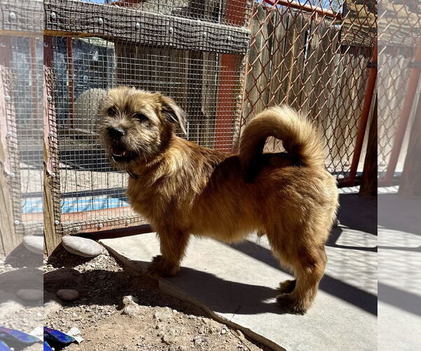 Medium Photo #2 Border Terrier Puppy For Sale in Williamsburg, NM, USA