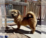 Small #1 Border Terrier
