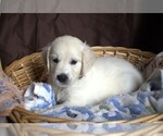 Puppy Camaro English Cream Golden Retriever