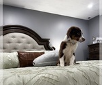 Small #5 Australian Shepherd