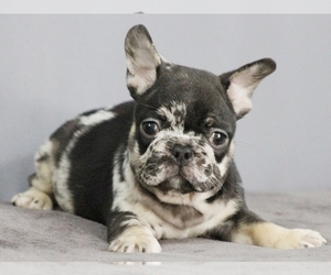 French Bulldog Puppy for sale in BOSTON, MA, USA