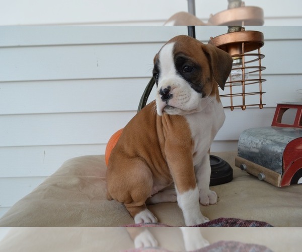 Medium Photo #5 Boxer Puppy For Sale in HONEY BROOK, PA, USA