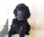 Puppy Miracle Poodle (Standard)