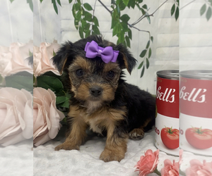 Medium Shorkie Tzu