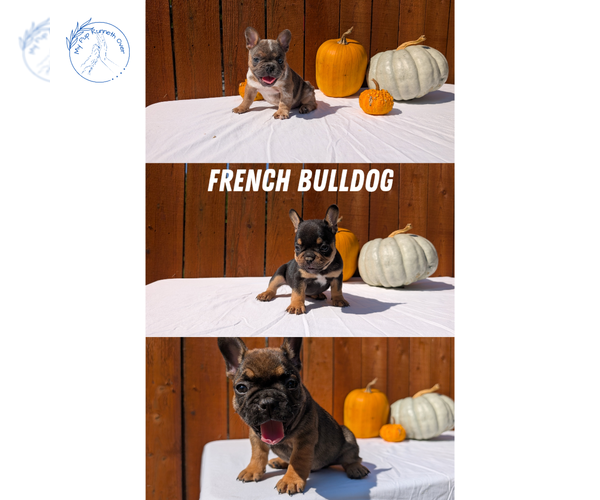 Medium Photo #8 French Bulldog Puppy For Sale in GOSHEN, IN, USA