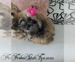 Small Photo #1 Shih Tzu Puppy For Sale in OCALA, FL, USA