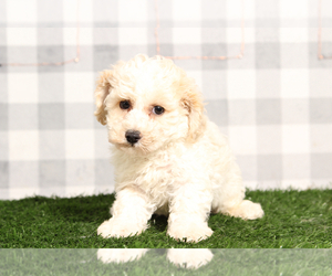 Poochon Puppy for sale in MARIETTA, GA, USA