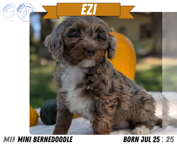 Medium Photo #12 Miniature Bernedoodle Puppy For Sale in GOSHEN, IN, USA