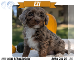 Small #11 Miniature Bernedoodle