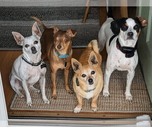 Otis - Male Chihuahua Dog for Adoption - Photo #8