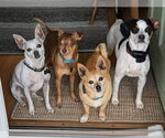 Small #7 Chihuahua