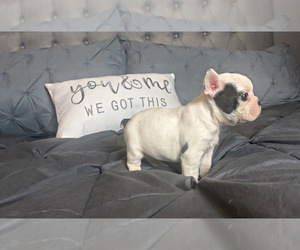 French Bulldog Puppy for sale in LOCUST GROVE, GA, USA